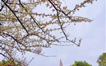 盼春來~